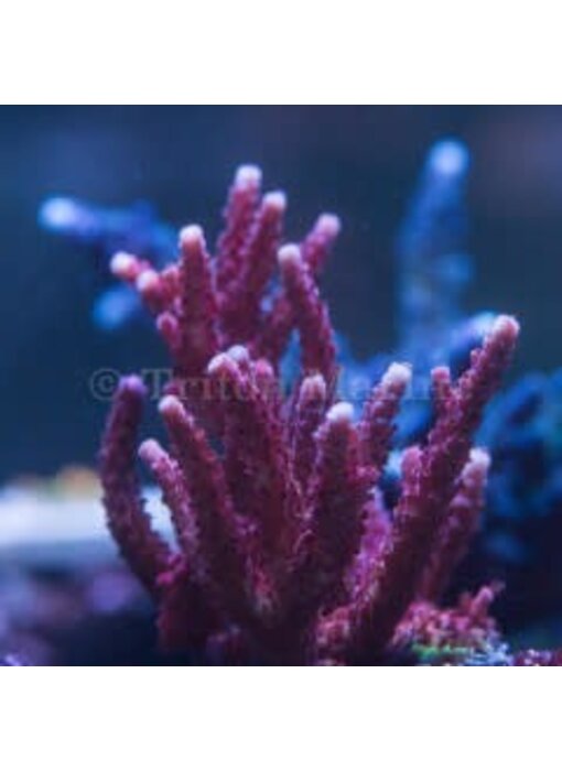 PC Rainbow Acro Frag