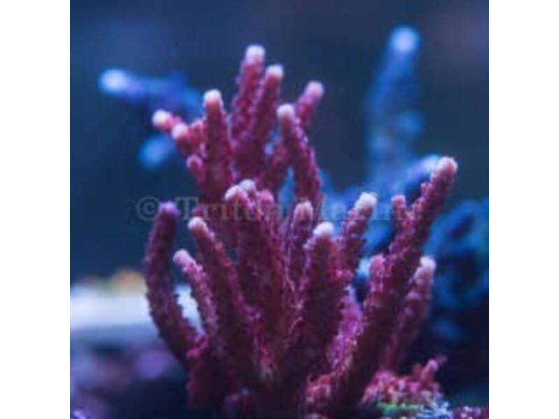 PC Rainbow Acro Frag