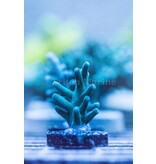 ORA Hawkins Echinata Frag