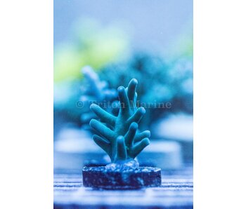 ORA Hawkins Echinata Frag