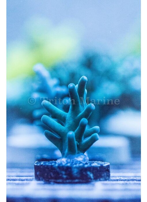 ORA Hawkins Echinata Frag