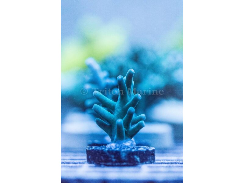 ORA Hawkins Echinata Frag