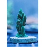 TMA Stalagmite Acro Frag