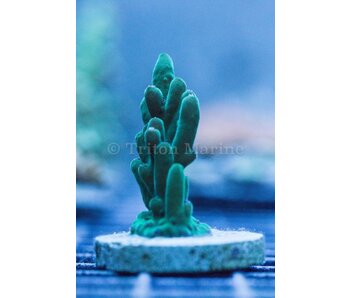 TMA Stalagmite Acro Frag