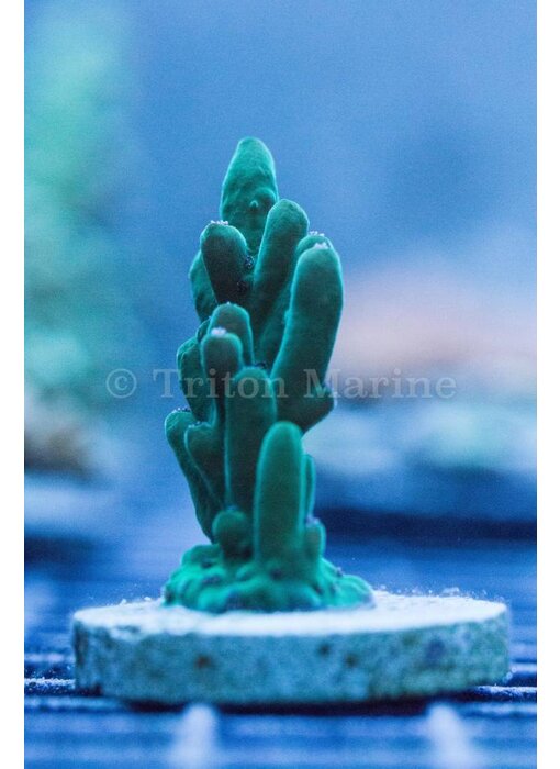 TMA Stalagmite Acro Frag