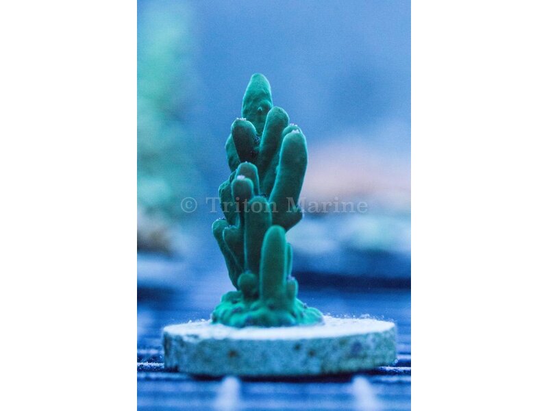 TMA Stalagmite Acro Frag