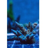 TMA Mr. Freeze Acro Frag