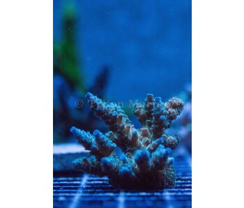 TMA Mr. Freeze Acro Frag