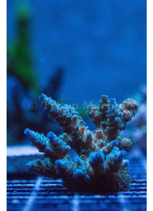 TMA Mr. Freeze Acro Frag