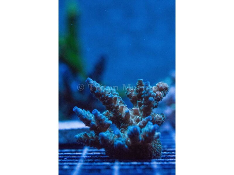 TMA Mr. Freeze Acro Frag