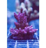 TMA Power Puff Acro Frag