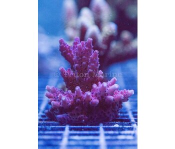 TMA Power Puff Acro Frag