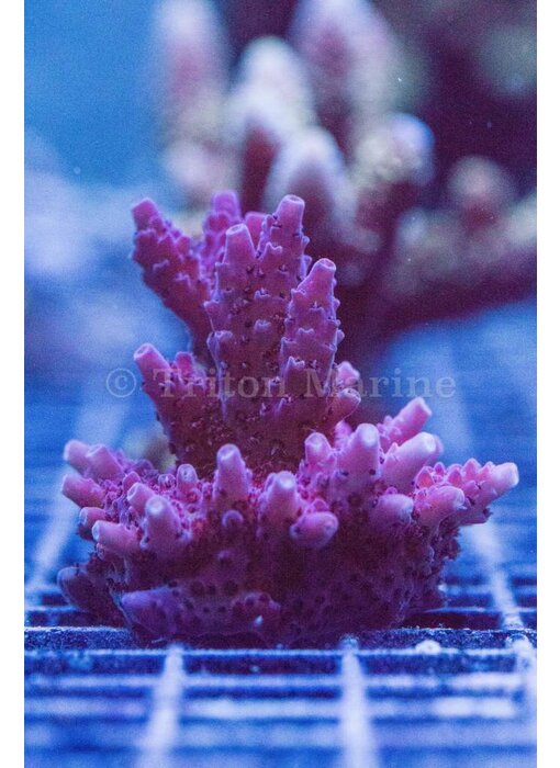 TMA Power Puff Acro Frag