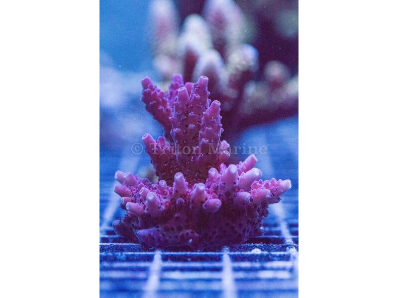TMA Power Puff Acro Frag