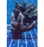 TMA Honeybee Acro Frag