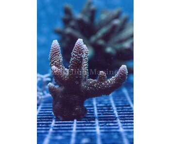 TMA Honeybee Acro Frag