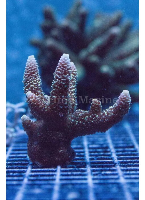 TMA Honeybee Acro Frag