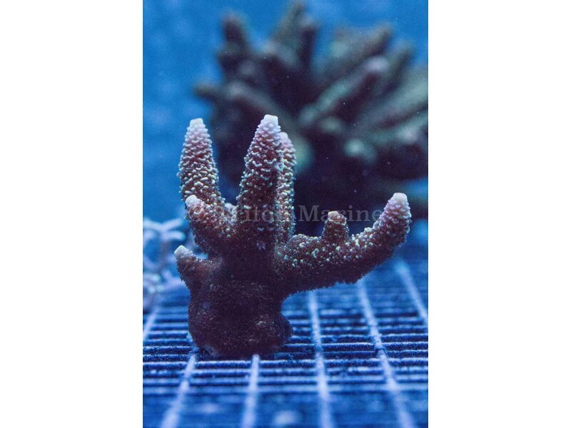 TMA Honeybee Acro Frag