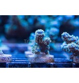 TMA Blue Fluff Acro Frag