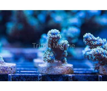 TMA Blue Fluff Acro Frag