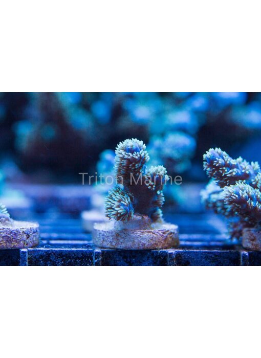 TMA Blue Fluff Acro Frag