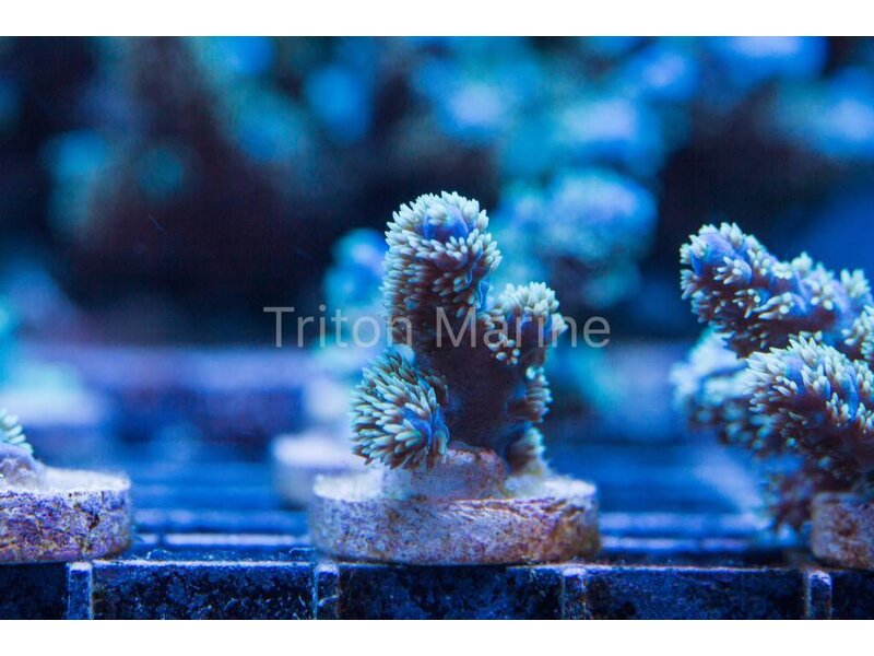 TMA Blue Fluff Acro Frag