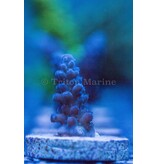 Ice Blue Tort Frag