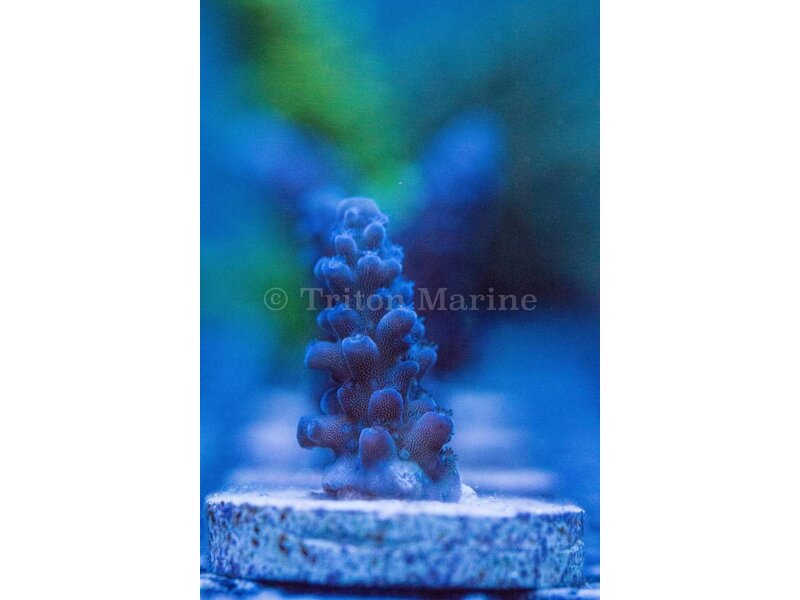 Ice Blue Tort Frag