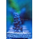 Ice Blue Tort Frag