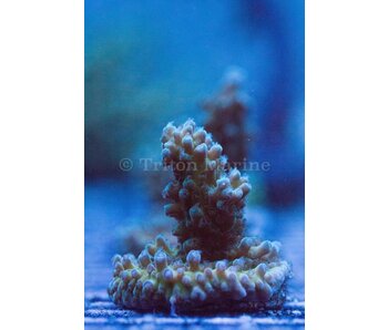 TMA Scooby-Doo Acro Frag