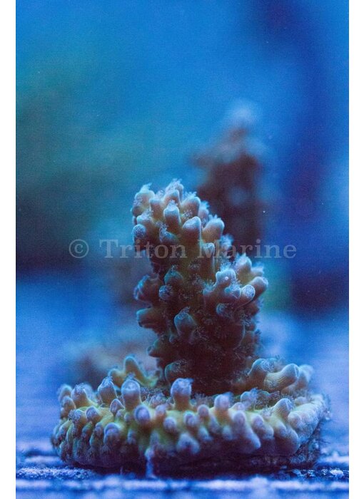 TMA Scooby-Doo Acro Frag