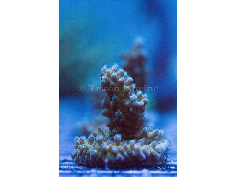 TMA Scooby-Doo Acro Frag