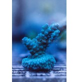 TMA Blue's Clues Acro Frag