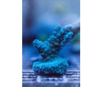 TMA Blue's Clues Acro Frag