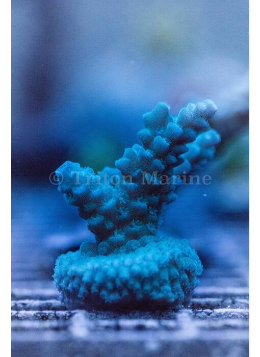 TMA Blue's Clues Acro Frag