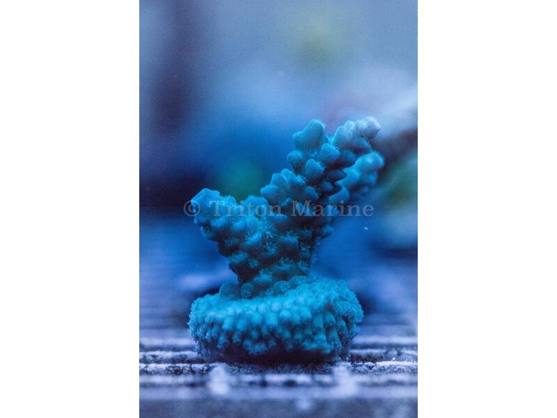 TMA Blue's Clues Acro Frag