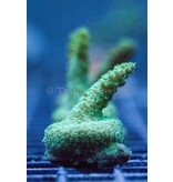 TMA Sprite Acro Frag