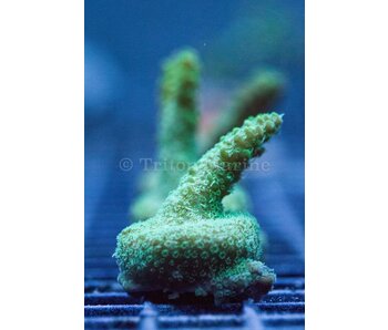 TMA Sprite Acro Frag