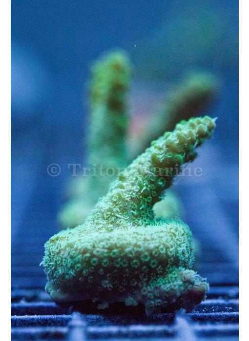 TMA Sprite Acro Frag