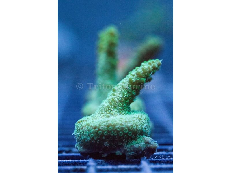 TMA Sprite Acro Frag