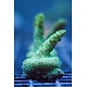 TMA Sprite Acro Frag