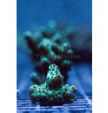 TMA Knobbly Green Acro Frag