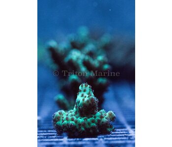 TMA Knobbly Green Acro Frag