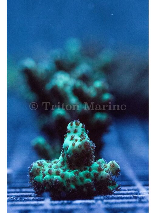 TMA Knobbly Green Acro Frag