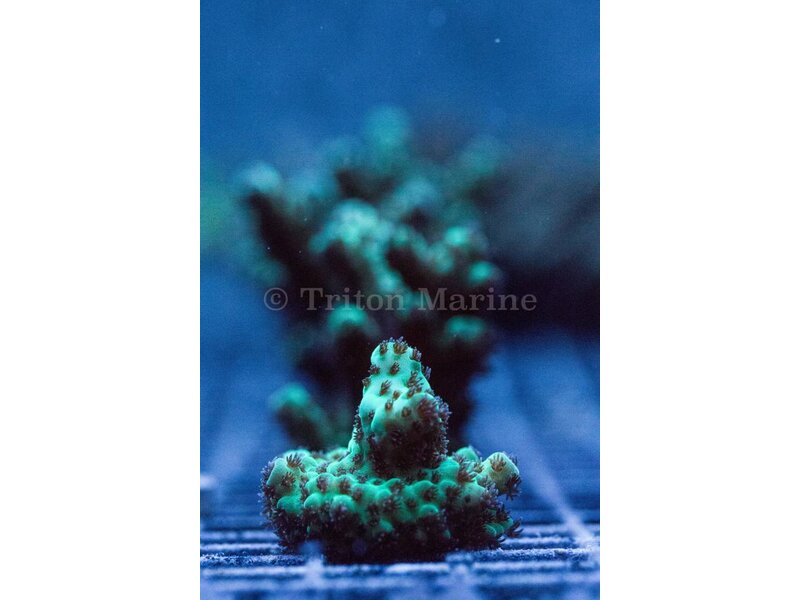 TMA Knobbly Green Acro Frag