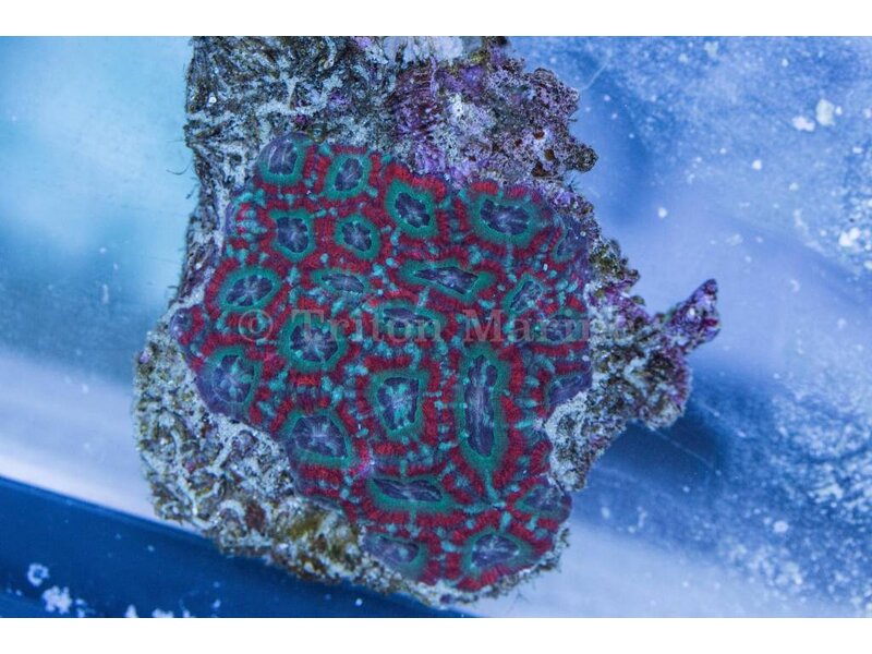 Acan Colony