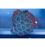 Acan Colony