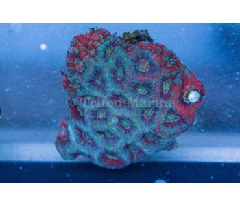 Acan Colony