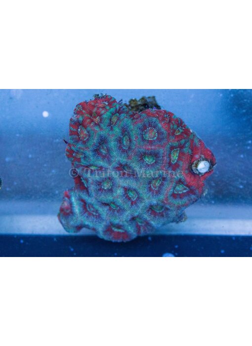 Acan Colony