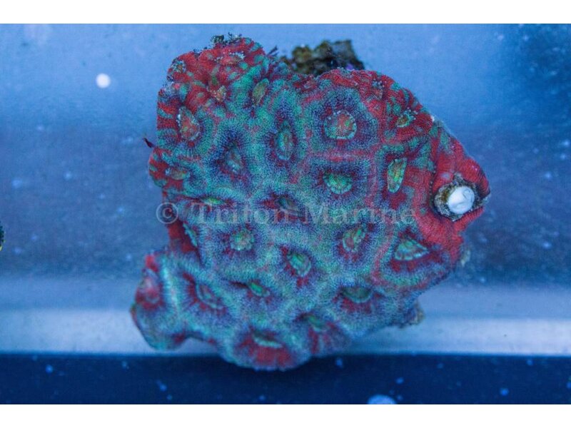 Acan Colony